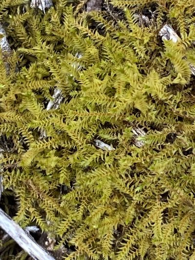 Triquetrella tristicha, photographed by Christina
