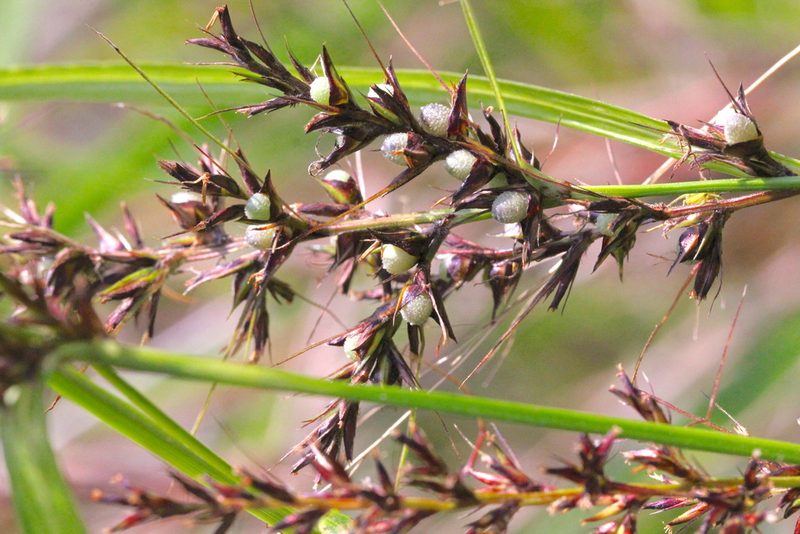 Scleria ciliaris, photographed by Agnes Trekker