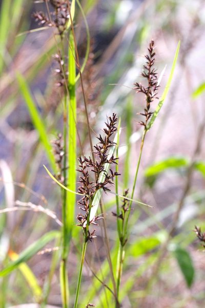 Scleria ciliaris, photographed by Agnes Trekker