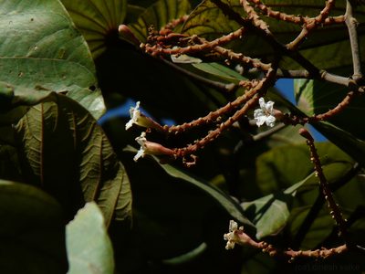 Piliostigma foveolatum, photographed by Dinesh Valke