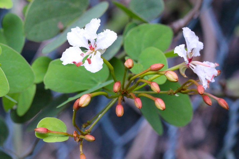 Cheniella corymbosa, photographed by Agnes Trekker