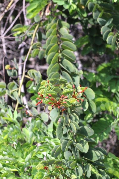 Cheniella corymbosa, photographed by Agnes Trekker