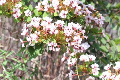Cheniella corymbosa, photographed by Agnes Trekker