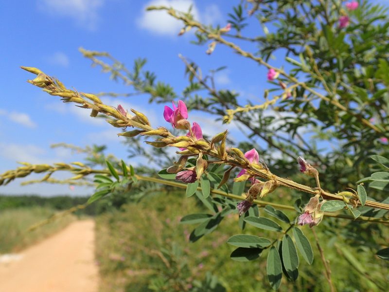 Tephrosia polystachya, photographed by Mahomed Desai