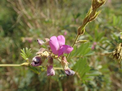 Tephrosia polystachya, photographed by Mahomed Desai