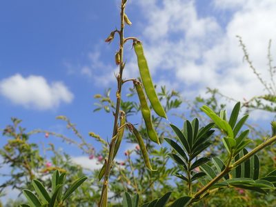 Tephrosia polystachya, photographed by Mahomed Desai