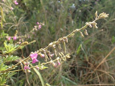 Tephrosia polystachya, photographed by Mahomed Desai