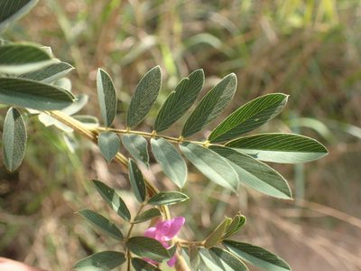 Tephrosia polystachya, photographed by Mahomed Desai