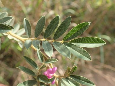Tephrosia polystachya, photographed by Mahomed Desai