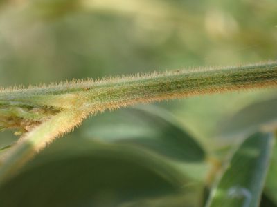 Tephrosia polystachya, photographed by Mahomed Desai