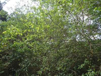 Sclerocroton integerrimus, photographed by Mahomed Desai
