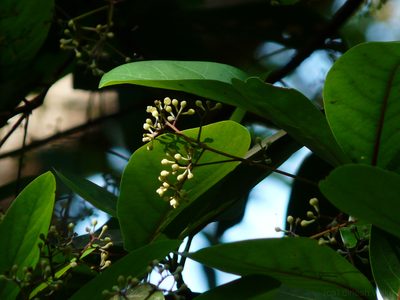 Alseodaphne semecarpifolia, photographed by Dinesh Valke