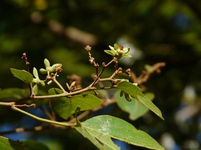 Kydia calycina, photographed by Dinesh Valke