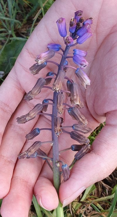 Bellevalia mauritanica, photographed by Mehdi Chetibi