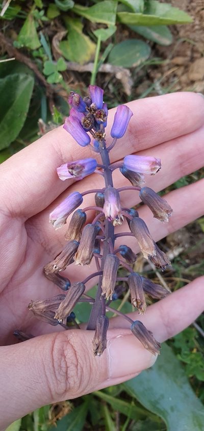 Bellevalia mauritanica, photographed by Mehdi Chetibi