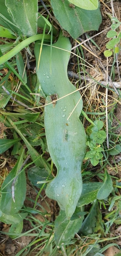 Bellevalia mauritanica, photographed by Mehdi Chetibi