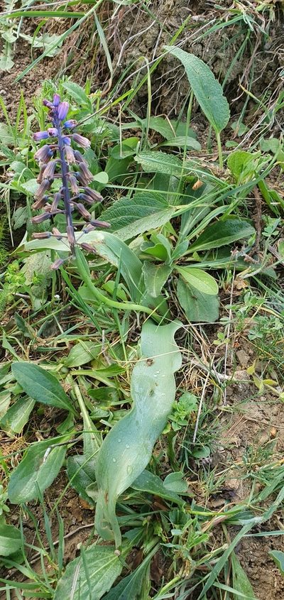 Bellevalia mauritanica, photographed by Mehdi Chetibi