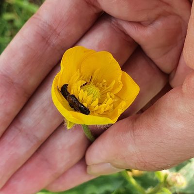 Ranunculus macrophyllus, photographed by Mehdi Chetibi