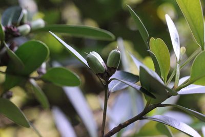 Polyspora axillaris, photographed by Agnes Trekker