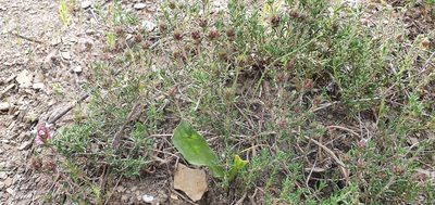 Thymus willdenowii, photographed by Mehdi Chetibi