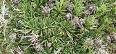 Atractylis caespitosa, photographed by Mehdi Chetibi