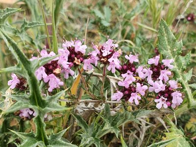 Thymus willdenowii, photographed by Mehdi Chetibi