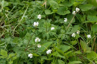 Anemonastrum flaccidum, photographed by WATANABE Hitoshi 渡辺仁