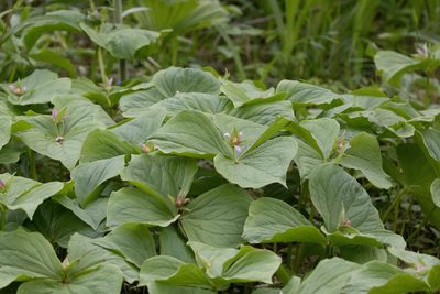 Trillium tschonoskii, photographed by WATANABE Hitoshi 渡辺仁