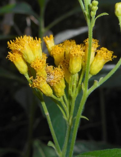 Neurolaena lobata, photographed by J. L. Gómez-Hechavarría