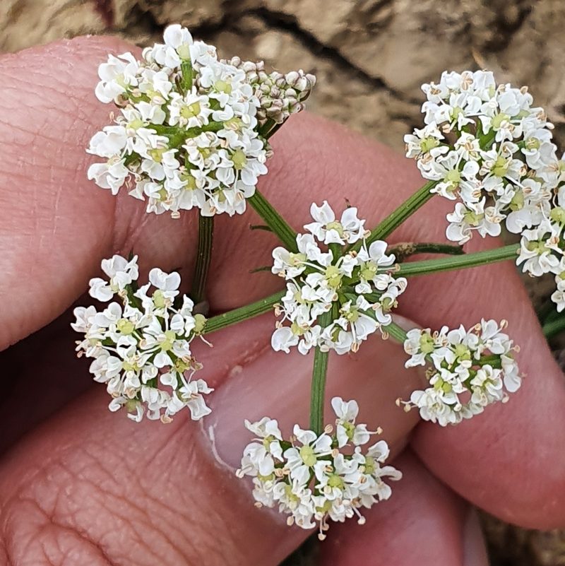 Bunium pachypodum, photographed by Mehdi Chetibi