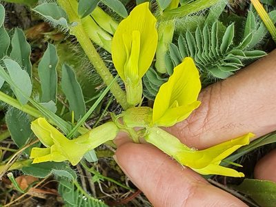 Astragalus boreoafricanus, photographed by Mehdi Chetibi