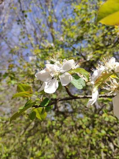 Pyrus cordata, photographed by Denys Vynokurov
