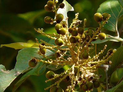 Sapindus trifoliatus, photographed by Dinesh Valke