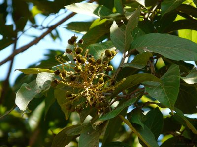 Sapindus trifoliatus, photographed by Dinesh Valke