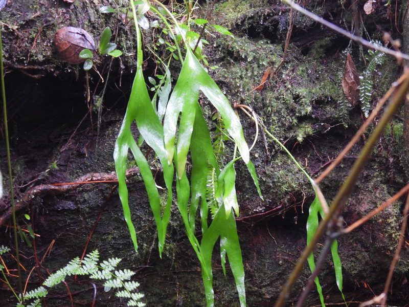 Cheiroglossa palmata, photographed by novvictan