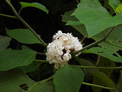 Clerodendrum chinense, photographed by novvictan