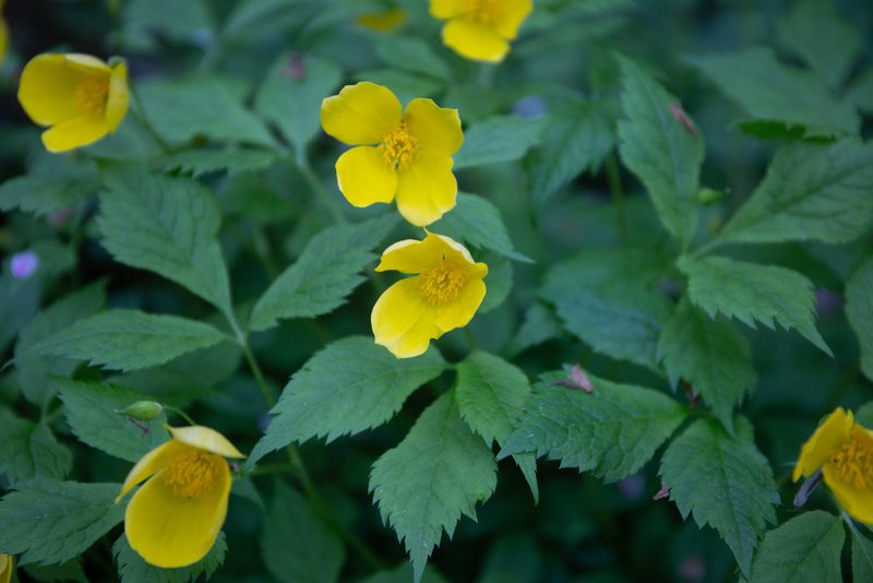 Hylomecon japonica, photographed by WATANABE Hitoshi 渡辺仁