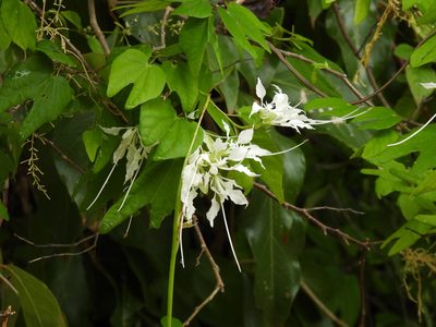 Bauhinia divaricata, photographed by novvictan