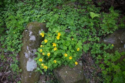 Hylomecon japonica, photographed by WATANABE Hitoshi 渡辺仁