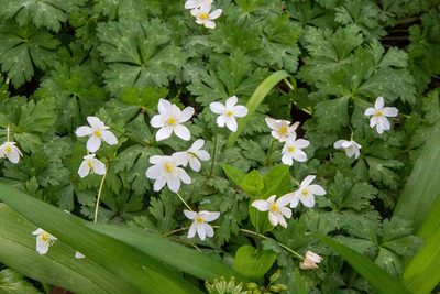 Anemonastrum flaccidum, photographed by WATANABE Hitoshi 渡辺仁