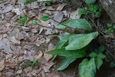 Erythronium japonicum, photographed by WATANABE Hitoshi 渡辺仁
