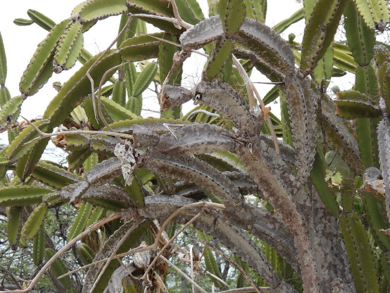 Leptocereus paniculatus, photographed by novvictan