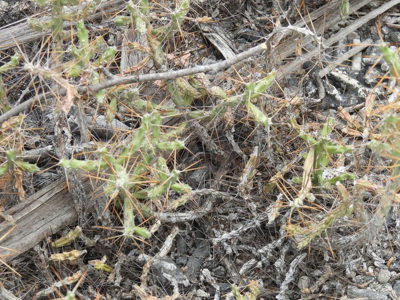 Cylindropuntia caribaea, photographed by novvictan