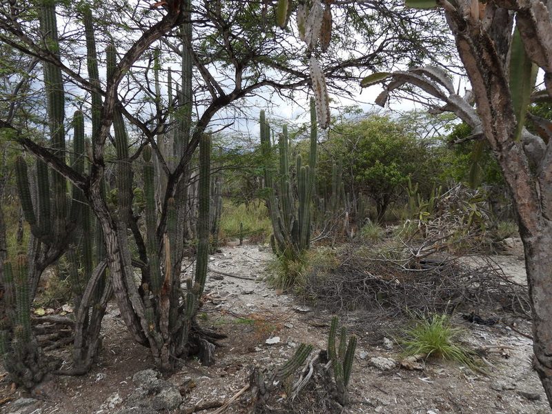 Pilosocereus polygonus, photographed by novvictan
