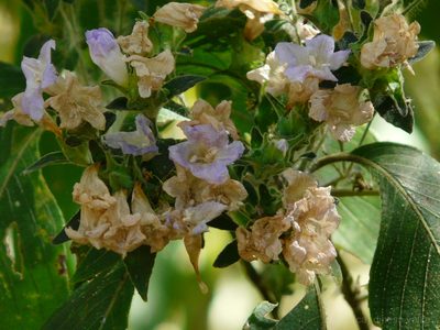 Strobilanthes ixiocephala, photographed by Dinesh Valke