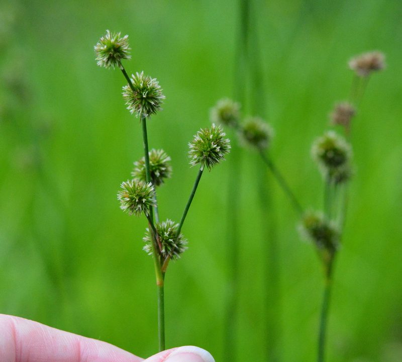 Juncus brachycarpus, photographed by Amber M. King