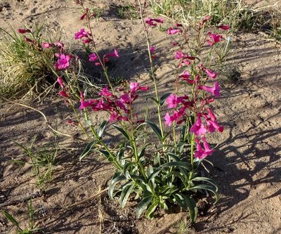 Penstemon parryi, photographed by Andrew Tree