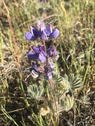 Lupinus spectabilis, photographed by Scott Yarger