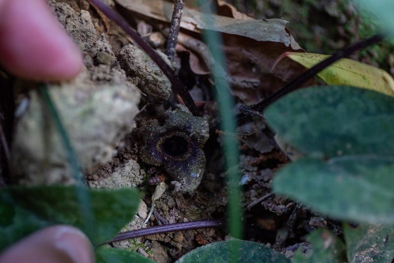 Asarum nipponicum, photographed by WATANABE Hitoshi 渡辺仁