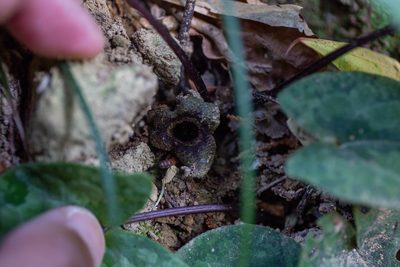 Asarum nipponicum, photographed by WATANABE Hitoshi 渡辺仁